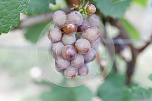 White wine grape in vineyeard