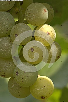 White Wine Grapes