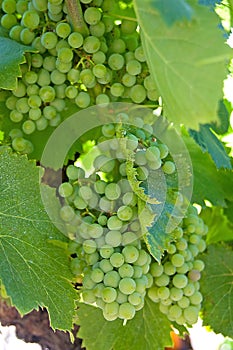 White wine grapes