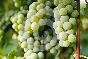 White wine grapes