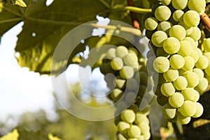 White wine grapes