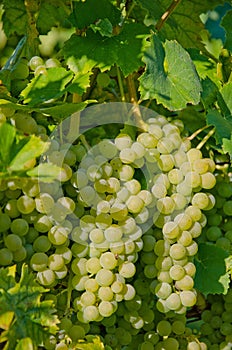 White wine grapes