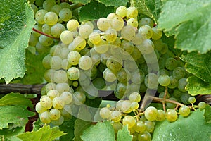 White wine grapes