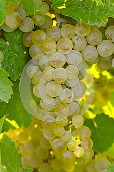 White Wine Grapes