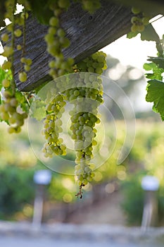 White Wine Grapes