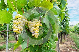 White wine grapes on the bushes on the vineyard closeup
