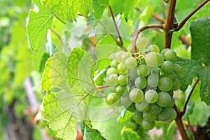 White wine Grapes in Durnstein vineyard, Austria