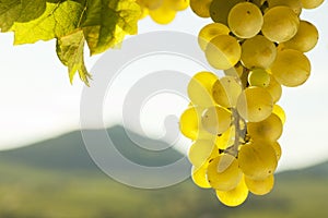 White wine grapes in front of a landscape with hills in the blurred background