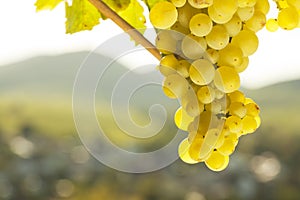 White wine grapes in front of a landscape with hills in the blurred background