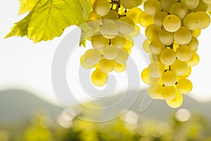 White wine grapes in front of a landscape with hills in the blurred background