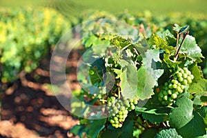 White wine grapes growing in a vineyard, France