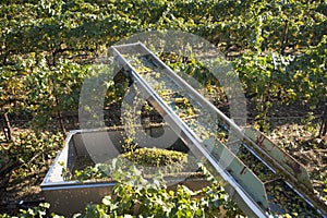 White wine grapes harvested, California