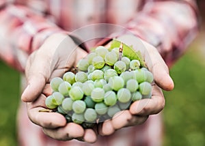 White wine grapes in the male hands.