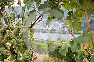 White Wine grapes Region Moselle Winningen 15