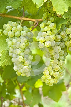 White Wine Grapes (Riesling) photo