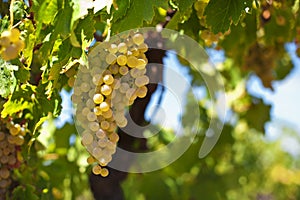 Vino blanco uvas 