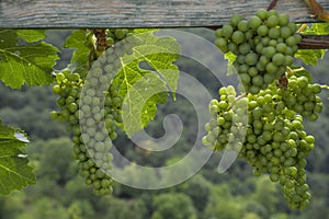 White wine grapes in Stuttgart