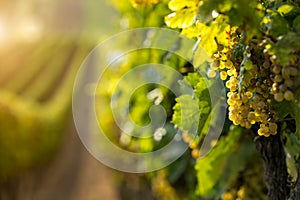 White wine grapes in the vineyard