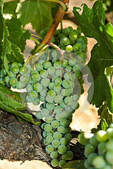 White wine grapes in vineyard in California