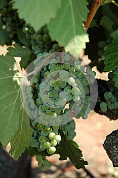 White wine grapes in vineyard in California