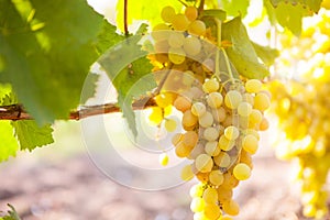 White wine grapes in vineyard on a sunny day