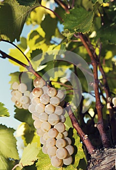 White wine sort cluster of grapes on a vine