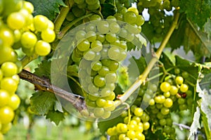 White wine: Vine with grapes before vintage and harvest, Southern Styria Austria