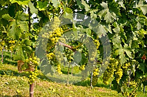 White wine: Vine with grapes before vintage and harvest, Southern Styria Austria