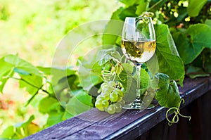 White wine in vineyard