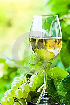 White wine in vineyard