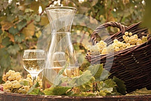 White wine vineyard
