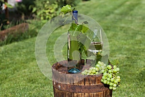 White wine on wooden vintage barrel