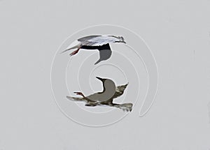 White winged black Tern