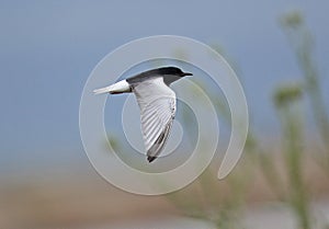 White winged black Tern