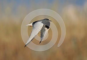 White winged Black Tern