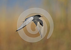 White winged Black Tern