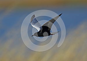 White winged black Tern inflight