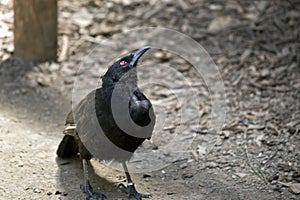 White winged chough