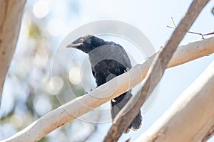 White-winged Chough in Australia