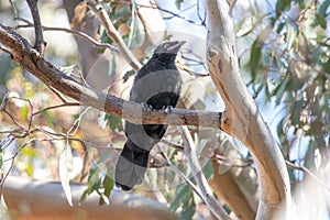 White-winged Chough in Australia