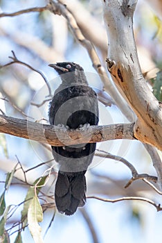 White-winged Chough in Australia