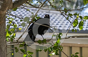 A White-winged chough (Corcorax melanorhamphos) perched on the branch of a trree