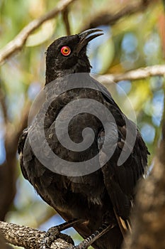 White-winged Chough in Victoria Australia