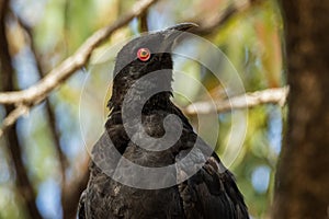 White-winged Chough in Victoria Australia