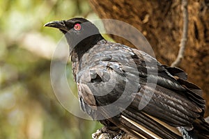 White-winged Chough in Victoria Australia