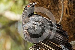 White-winged Chough in Victoria Australia