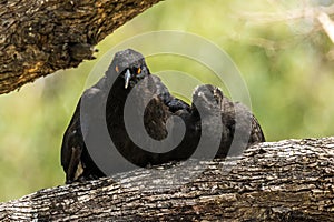 White-winged Chough in Victoria Australia