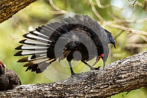 White-winged Chough in Victoria Australia