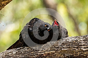 White-winged Chough in Victoria Australia