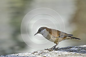 White-winged Cinclodes (Cinclodes atacamensis photo